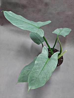 フィロデンドロン スノークイーン フィロデンドロン 2023 スノークイーン