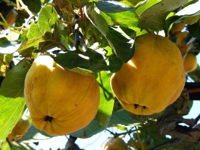 Pigwa WIELKOOWOCOWA GRUSZKOWA duże owoce producent