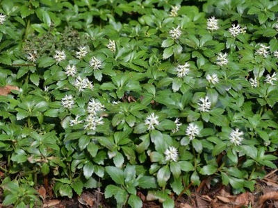 Runianka japońska 'Green Carpet' NR 1657