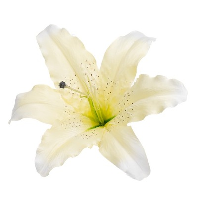 Lilia wyrobowa 25cm O191-025 G2 główka lilii