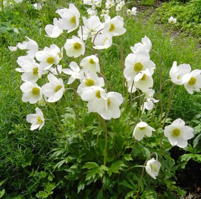 Zawilec wielkokwiatowy Anemone Sylvestris