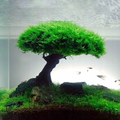 Akwarium Roślina Moss Drzewo Dekoracje Krajobrazu фото