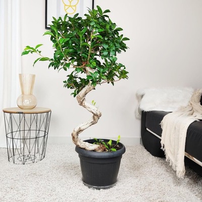 Bonsai (Ficus microcarpa 'Ginseng') duże drzewko bonsai gięty pień