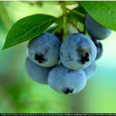 Borówka amerykańska Bluecrop 2 letnia