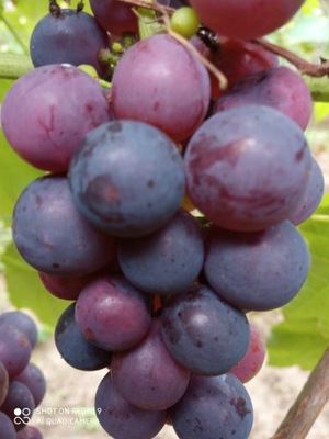 WINOROŚL Sadzonki winogron- Fredonia -deserowa -30C komplet 10 sztuk