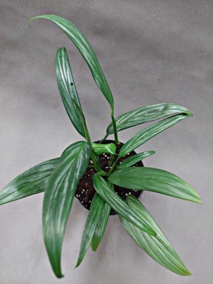 EPIPREMNUM AMPLISSIMUM SILVER