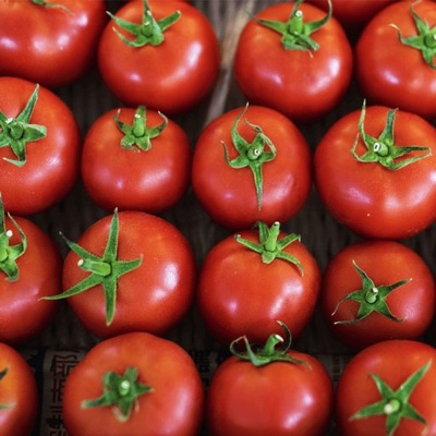 Pomidor PROMYK gruntowy najwcześniejsza odmiana