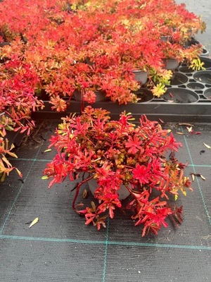 Sedum kamtschaticum Rozchodnik Kamczacki - palánta