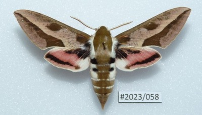 Motyl Hyles euphorbiae