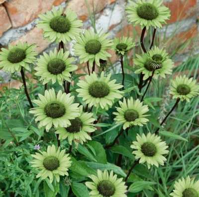 Echinacea Green Jewel Jeżówka ZIELONA bylina