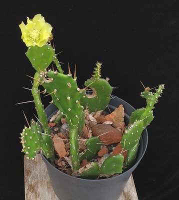 kaktus Opuntia macrarthra opuncja kwitnąca 18 cm