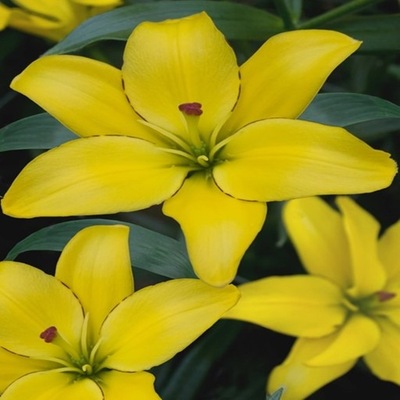 Lilia Azjatycka Yellow Cocotte 1 szt lilie cebule cebulki lilii