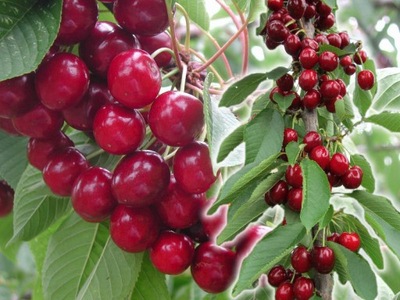 Czereśnia kolumnowa SAM