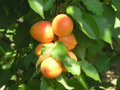 Morela karłowa Prunus armeniaca 'Somo'