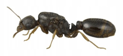 Mrówki Tetramorium caespitum Q + 10-20 robotnic