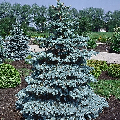 ŻYWA CHOINKA ŚWIERK SREBRNY 30-40 CM.