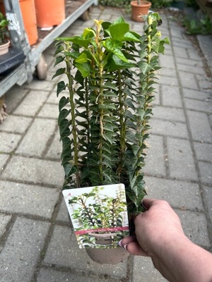 Hedera bluszcz 40cm erecta helix