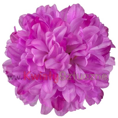 Chryzantema główka kwiatowa Lilac/W498-19