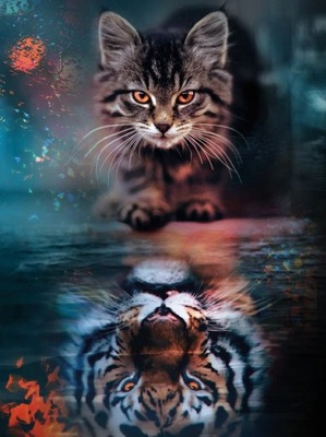 Malowanie po Numerach z Ramą Obraz 30x40 cm ME1159e Kot i Tygrys