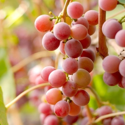 Winogrono bezpestkowe EINSET SEEDLESS pyszne owoce