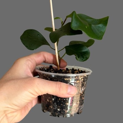 Ficus triangularis Natali Trinova