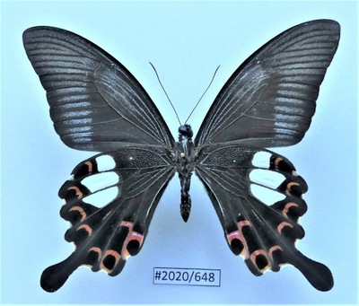Motyl Papilio helenus 86mm samiec strona brzuszna .