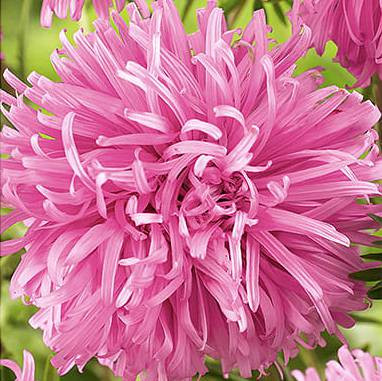 Őszirózsa mag Krizantém Rózsaszín 1g több mint 400 mag