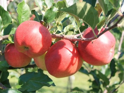 Jabłoń karłowata Jonagold Decosta- gat. I z donicy
