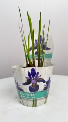 Irys Fioletowy | piękne kwiaty 12 30 cm