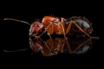 Camponotus floridanus Q+1-4 w. Mrówki