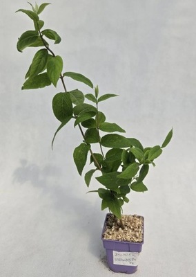 Żylistek pośredni Strawberry Fields poj. C2