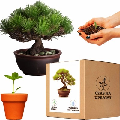 Zestaw do uprawy Bonsai Piękna Sosna Czarna