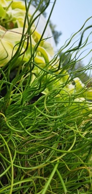 Sit rozpierzchły spiralny Juncus effusus