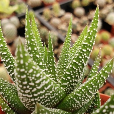 Haworthia Fasciata Concolor Oszroniona Haworsja