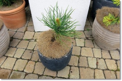 Pinus jeffreyi 'Paula'- !!! RARYTAS !!!