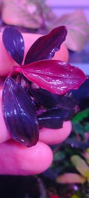 Bucephalandra Hellfire