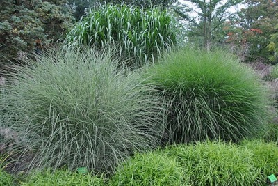 Miskant chiński 'Morning Light' Miscanthus sinensis 7,5L