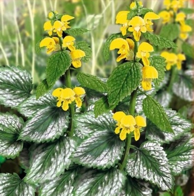 JASNOTA GAJOWIEC ŻÓŁTY NIEWYMAGAJĄCY DO CIENIA ANTYKOMAR