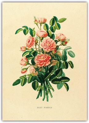 Plakat Vintage Róże 21x30 śliczny obrazek do ramki Bukiet Różowych Kwiatów