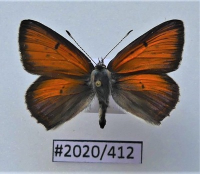Motyl Lycaena hippothoe samiec .