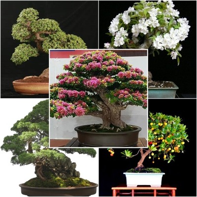 NASIONA BONSAI KOLEKCJA NASION Nr14 Zestaw 4 opakowań