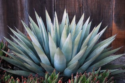 Mrozoodporna (-25°C) Agave Havardiana 10 nasion