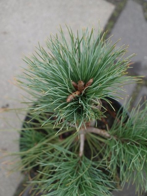 Sosna biała Pinus strobiformis