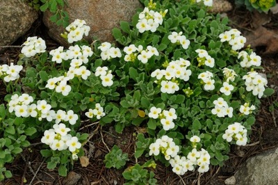 Gęsiówka alpejska - Arabis flaviflora