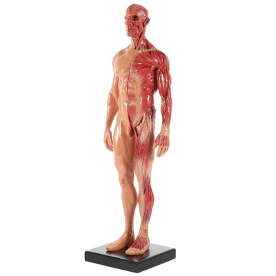 Manekin Anatomia Model Mięśni Człowieka