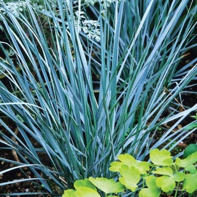 WYDMUCHRZYCA PIASKOWA Leymus arenarius WYSOKA NIEBIESKA TRAWA OZDOBNA