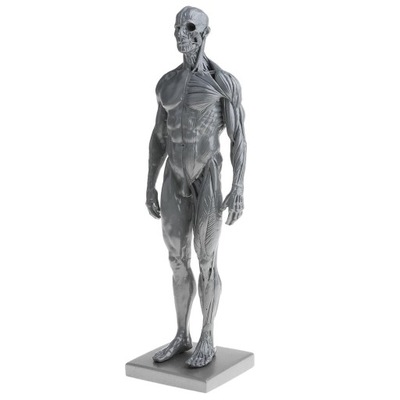 11-calowa figurka anatomii męskiej Ecorche i