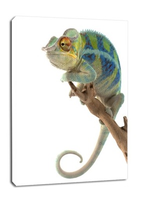 Kameleon. Ambanja Panther Chameleon - obraz na płó