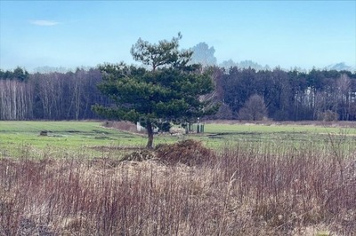 Działka, Boryszew, Wiązowna (gm.), 1500 m²