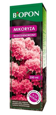 MIKORYZA - RODODENDRONY - AZALIE, BORÓWKI, WRZOSY